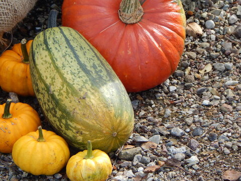Colorful pumpkins on stony ground