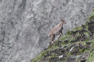 The best climber in the Alps mountains, the Alpine ibex female (Capra ibex)