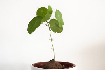 Stephania erecta bulb with green leafs in a white pot and white background.