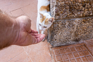 Little cat sneaking up on the hand of a Caucasian man. 