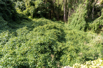 Lush forest with the ground covered with very green vines. 