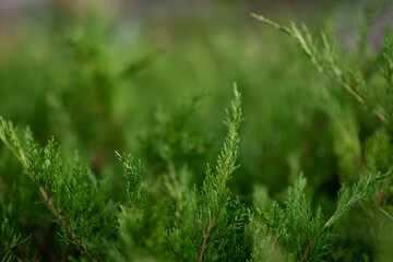 Cupressus arizonica shot close up
