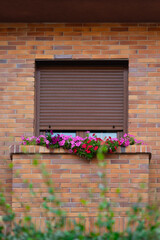 suburb window with colorful flowers
