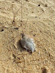 Crab shell at the beach