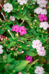 Mirabilis jalapa flowers on green background