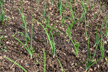 Young onion growing in the field. Fresh and green onion leaves growing in rows in spring.  