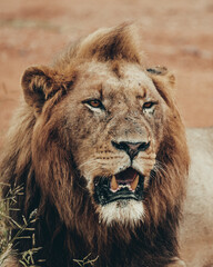 Obraz premium Lion, Kruger National Park.