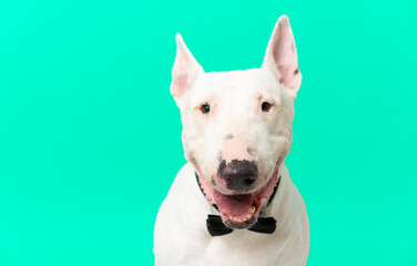Young bull terrier dog over isolated background