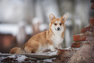 Funny female pembroke welsh corgi sitting on a multi-colored brick wall against the backdrop of a gloomy winter landscape