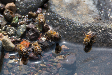 Honey bee drinking water during the journey of collecting  pollen and nectar