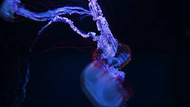 Beautiful jellyfish in aquarium