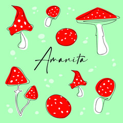 different amanitas on a green background