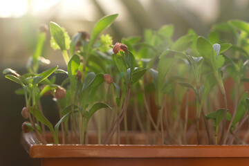 fresh growing coriander plant, Young coriander seedlings in pot.