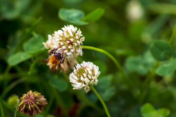 Bumblebee collects pollen from yellow flowers and clover in summer day.