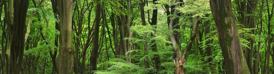 Veluwe national park, the Netherlands. Mighty deciduous beech trees, tree trunks, green leaves....