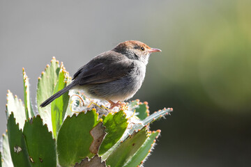 Neddicky, small brown bird in fynbos region of cape town. Sitting on a protea plant.