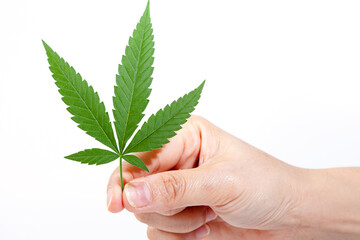cannabis leaf with hemp oil on white background