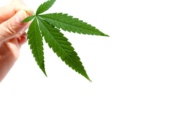 cannabis leaf with hemp oil on white background