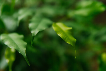 Green small leaves close-up. Blurred background. Natural texture and background.