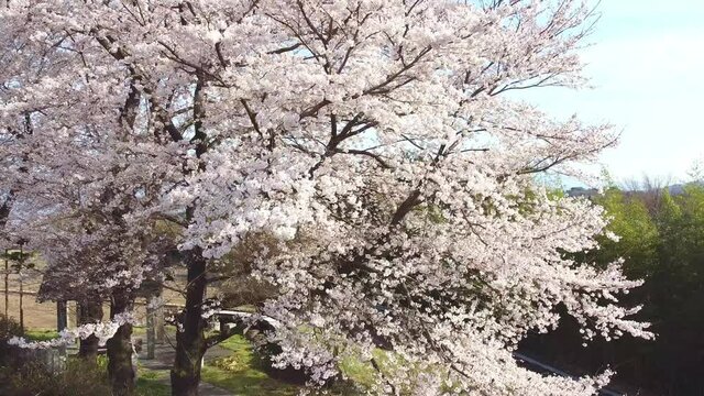満開の桜を空撮　日本の原風景