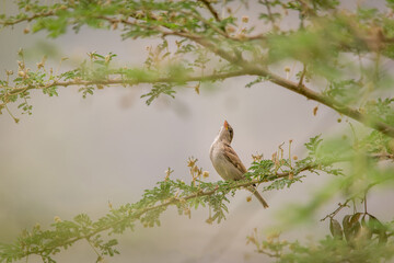 Beautiful female of Ruppell's Weaver (Ploceus galbula) sitting on a tree branch in the morning looking pampered and beautiful. Yemen birds.