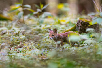 Fototapeta premium Young fox (Vulpes vulpes) walking carefully in the spring forest and looking for food.