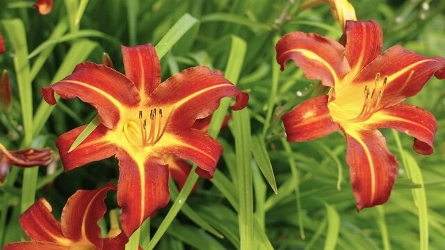 A look of the day lily flowers in the garden with the red and yellow color petals in Estonia