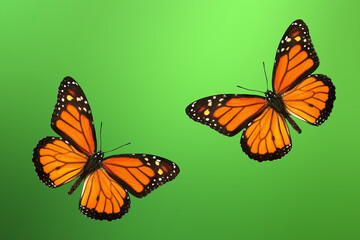 Obraz na płótnie Canvas bright orange monarch butterfly on green.