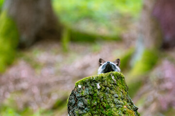 The red fox (Vulpes vulpes) in the spring forest stands behind a stump and looks up, only the head can be seen.