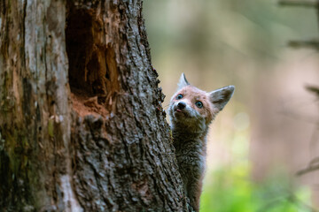 A young fox (Vulpes vulpes) in the forest, playing with a tree and watching the surroundings. Beautiful blue eyes, spring colored forest.