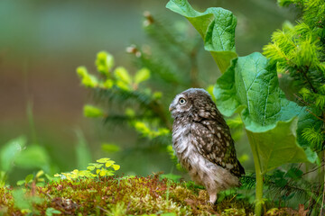 The little owl (Athene noctua), cute owl cub, beautiful big eyes, forest environment, beautiful light.