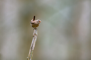 Wren (Troglodytes troglodytes) perching and singing. Early evening in the forest, clean blurred background. The bird has a tail up.