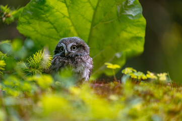The little owl (Athene noctua), cute owl cub, beautiful big eyes, forest environment, beautiful light, sitting under leaf on the ground.