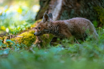 A curious young fox (Vulpes vulpes) scans the forest for food and walks carefully. Curious young fox, fox cub.