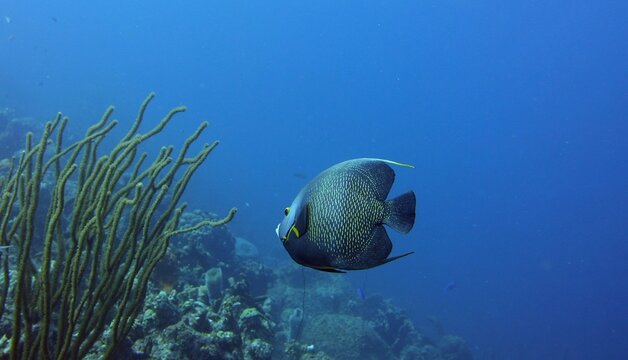 Underwater photography closeup of a blue and yellow ray-finned fish Pomacanthus paru swimming in a natural environment