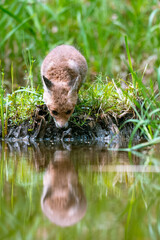 Young red fox (Vulpes vulpes) bows its head to the water surface and drinks. A common fox puppy drinks from a stream.