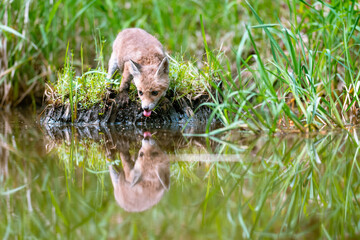 Young red fox (Vulpes vulpes) bows its head to the water surface and drinks. A common fox puppy drinks from a stream.