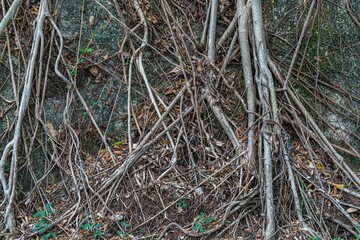Root of tree - thin and orderless - Chung Hom Kok Park - Hong Kong