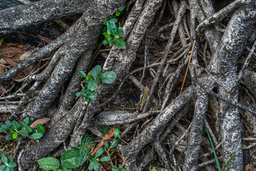 Root of tree and leaves - green and orderless - Chung Hom Kok Park - Hong Kong