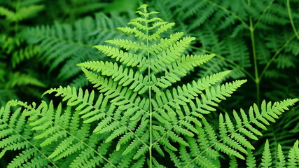 Fototapeta na wymiar paproć, liść paproci, fern leaf, fern