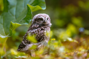 The little owl (Athene noctua), cute owl cub, beautiful big eyes, forest environment, beautiful light.