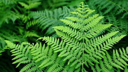 liść paproci, paproć, fern leaf © jarizPJ