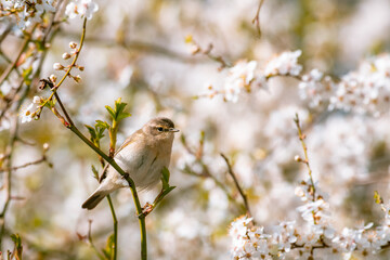 The common chiffchaff (Phylloscopus collybita) sitting on a branch of a spring flowering cherry tree. Spring, sunny day.