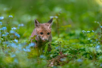 A curious young fox (Vulpes vulpes) scans the forest for food and walks carefully. Curious young fox, fox cub.