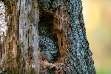 The little owl (Athene noctua), cute owl cub, beautiful big eyes, forest environment, beautiful...