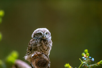 The little owl (Athene noctua), cute owl cub, beautiful big eyes, forest environment, beautiful light.