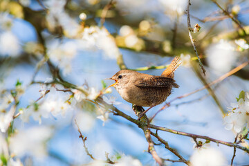 Little cute Eurasian wren (Troglodytes troglodytes) sitting on a branch of a blossoming cherry and singing. Spring, bird very close up, blue sky.