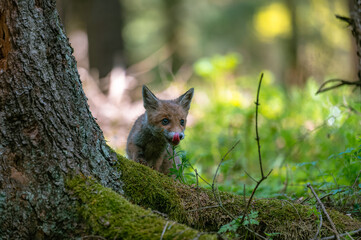 Naklejka na ściany i meble A curious young fox (Vulpes vulpes) scans the forest for food and walks carefully. Curious young fox, fox cub.