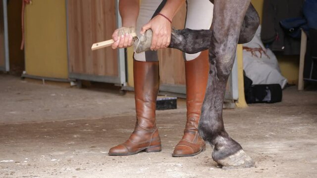 Female cleaning her horses hooves from dirt with a hoof pick before riding.