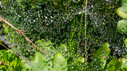 Krople wody na pajęczynie. © Ola